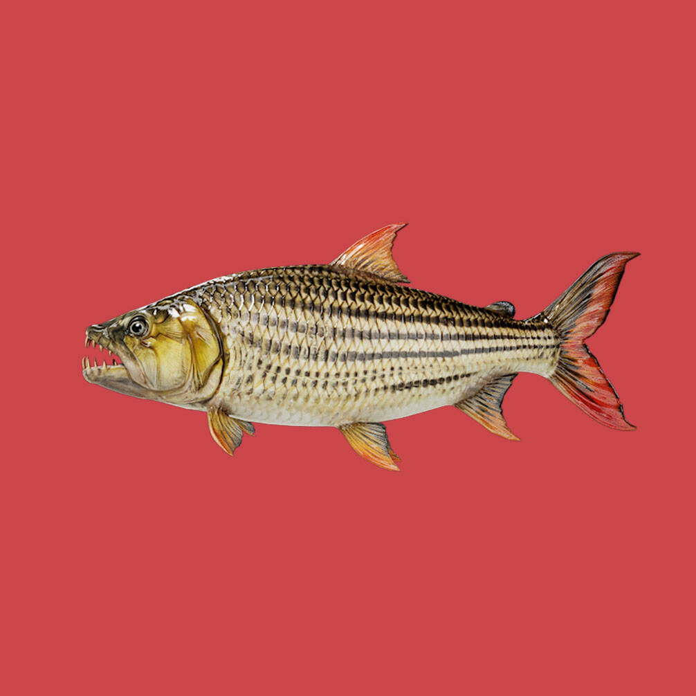 虎鱼