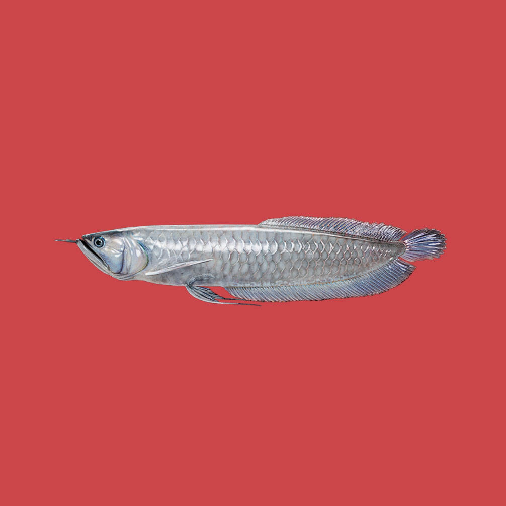 铂金银龙鱼